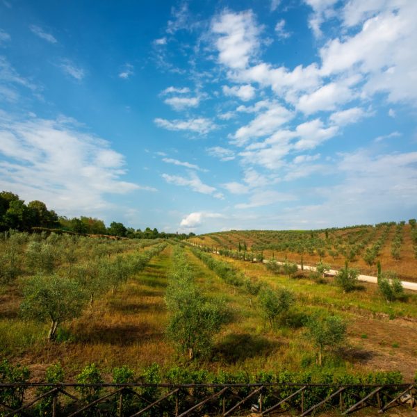 Terre di Marfisa (1)